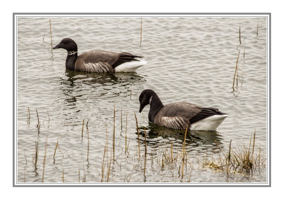 Brent Geese